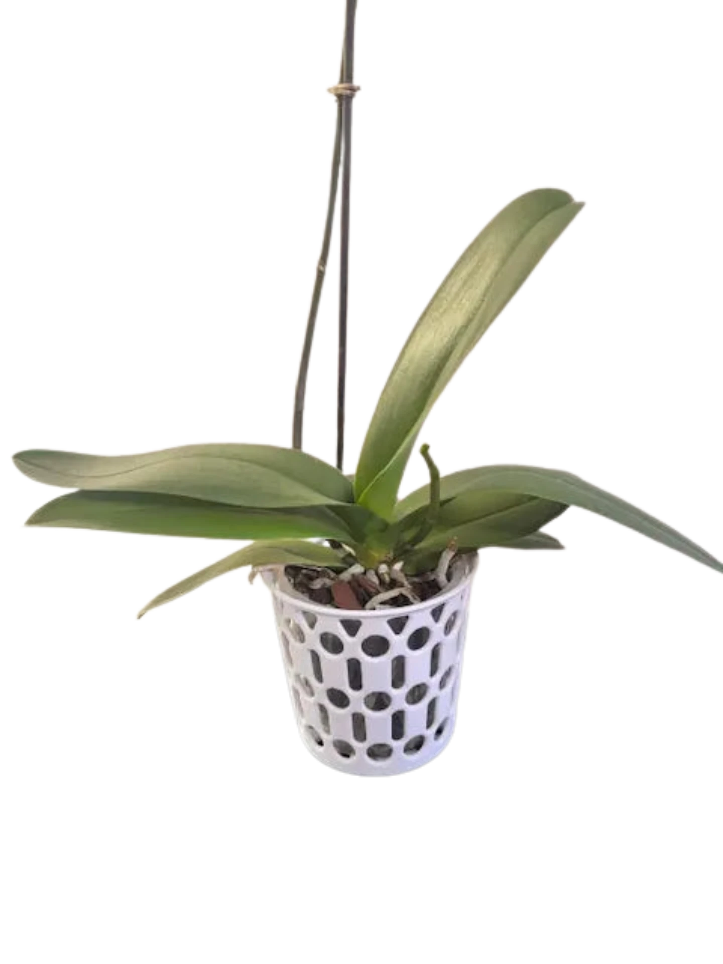 Decorative Orchid Pot