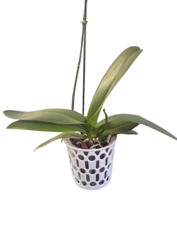 Decorative Orchid Pot
