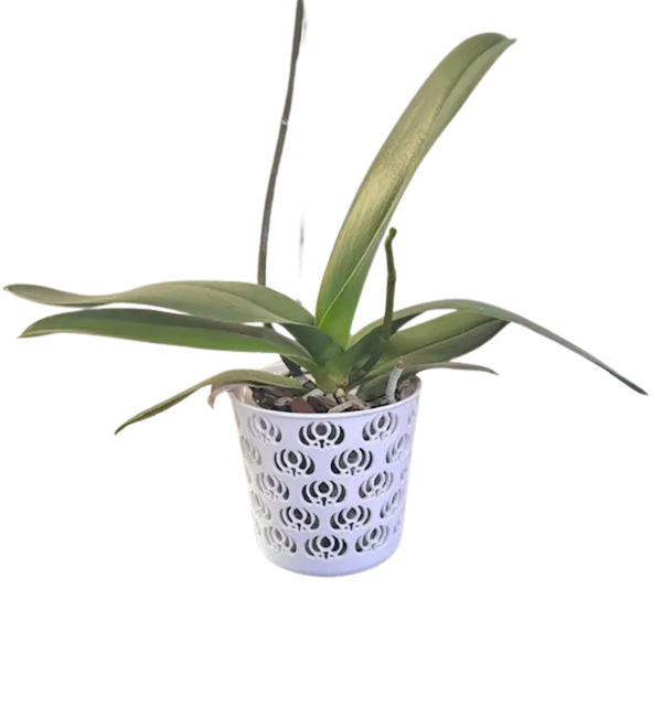 Decorative Orchid Pot, flower design