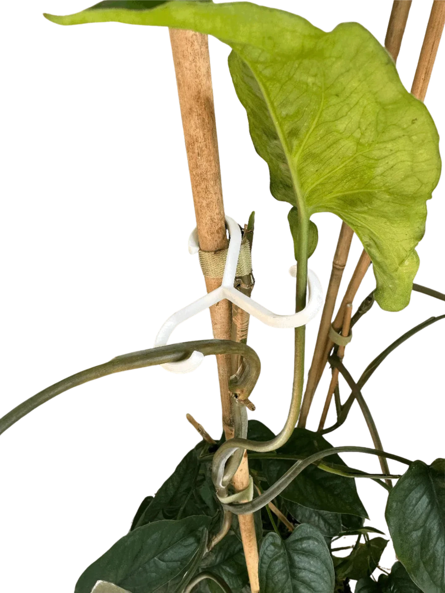 Plant Support Hooks