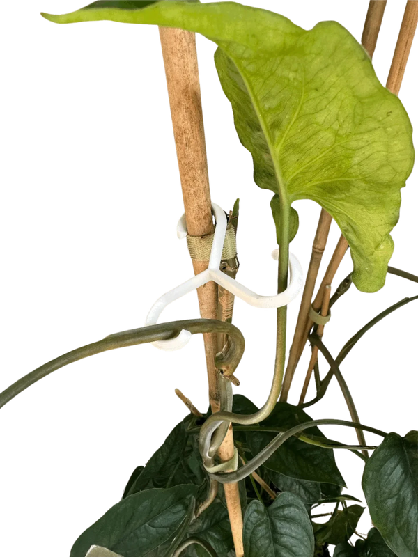 Plant Support Hooks