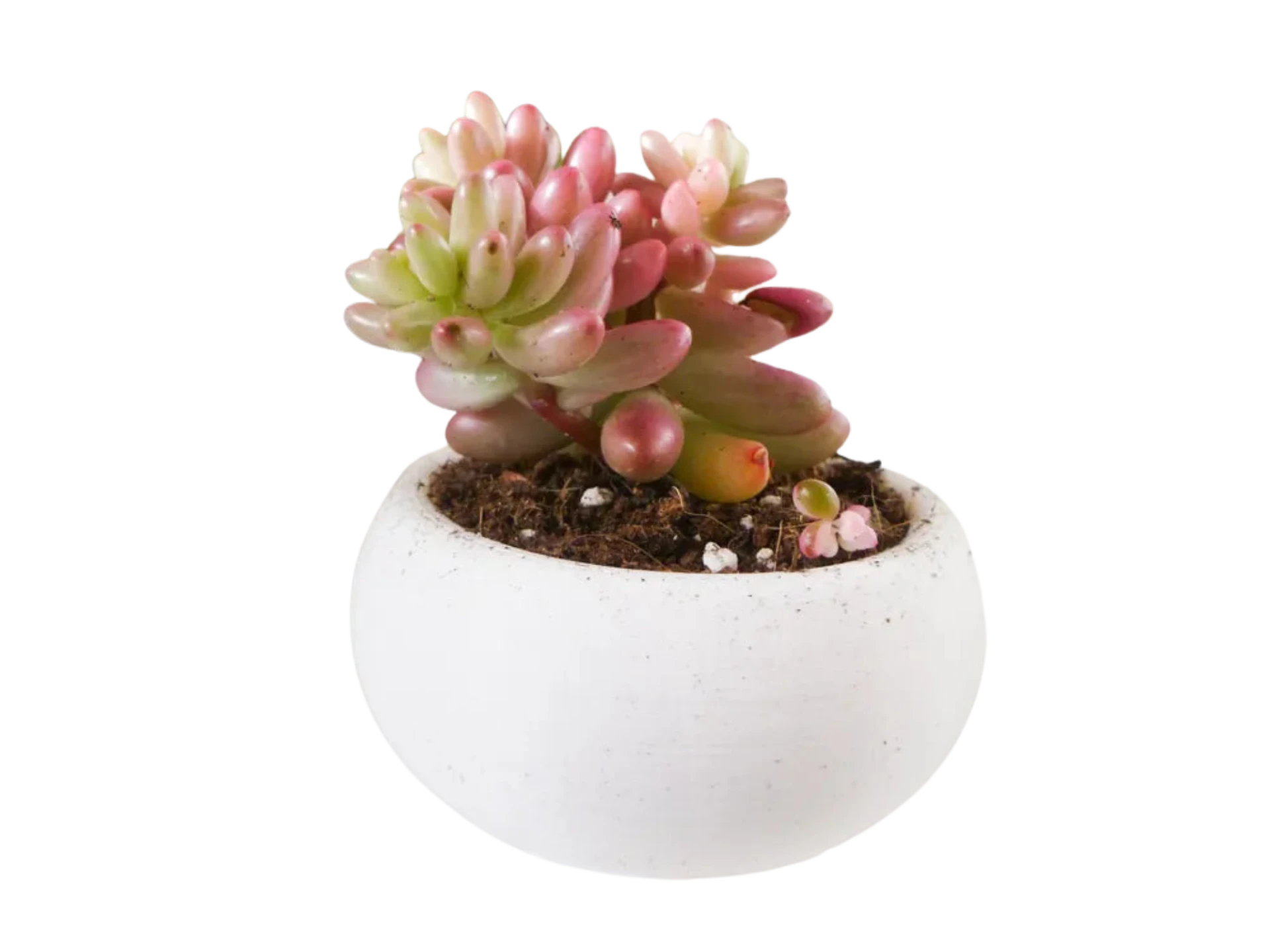 Mini Succulent Planter Bonsai Style