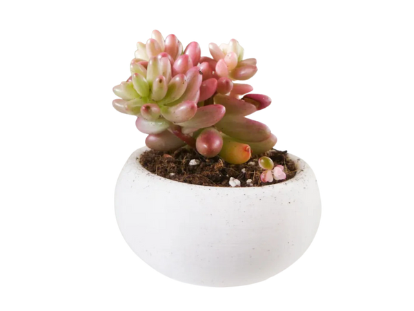 Mini Succulent Planter Bonsai Style