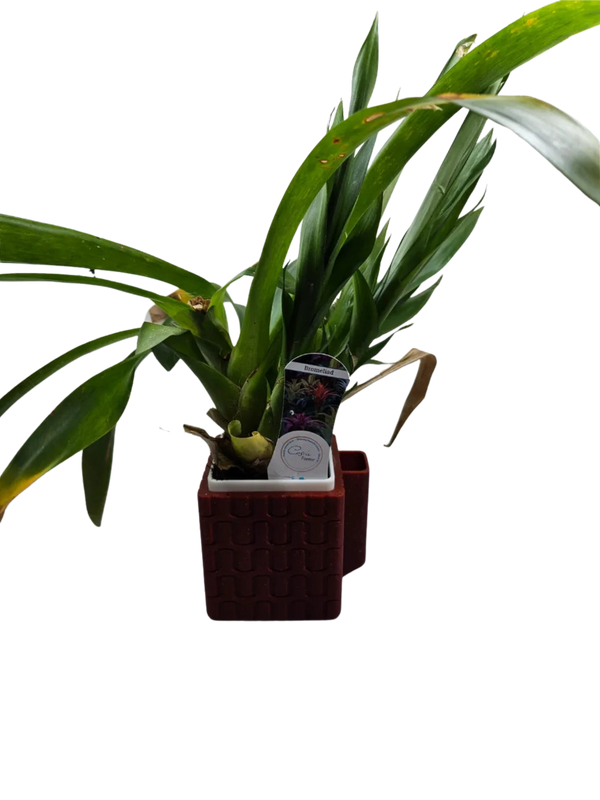 planter / self watering