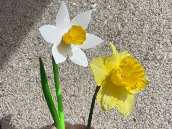 Beautiful Daffodil - International Woman’s day