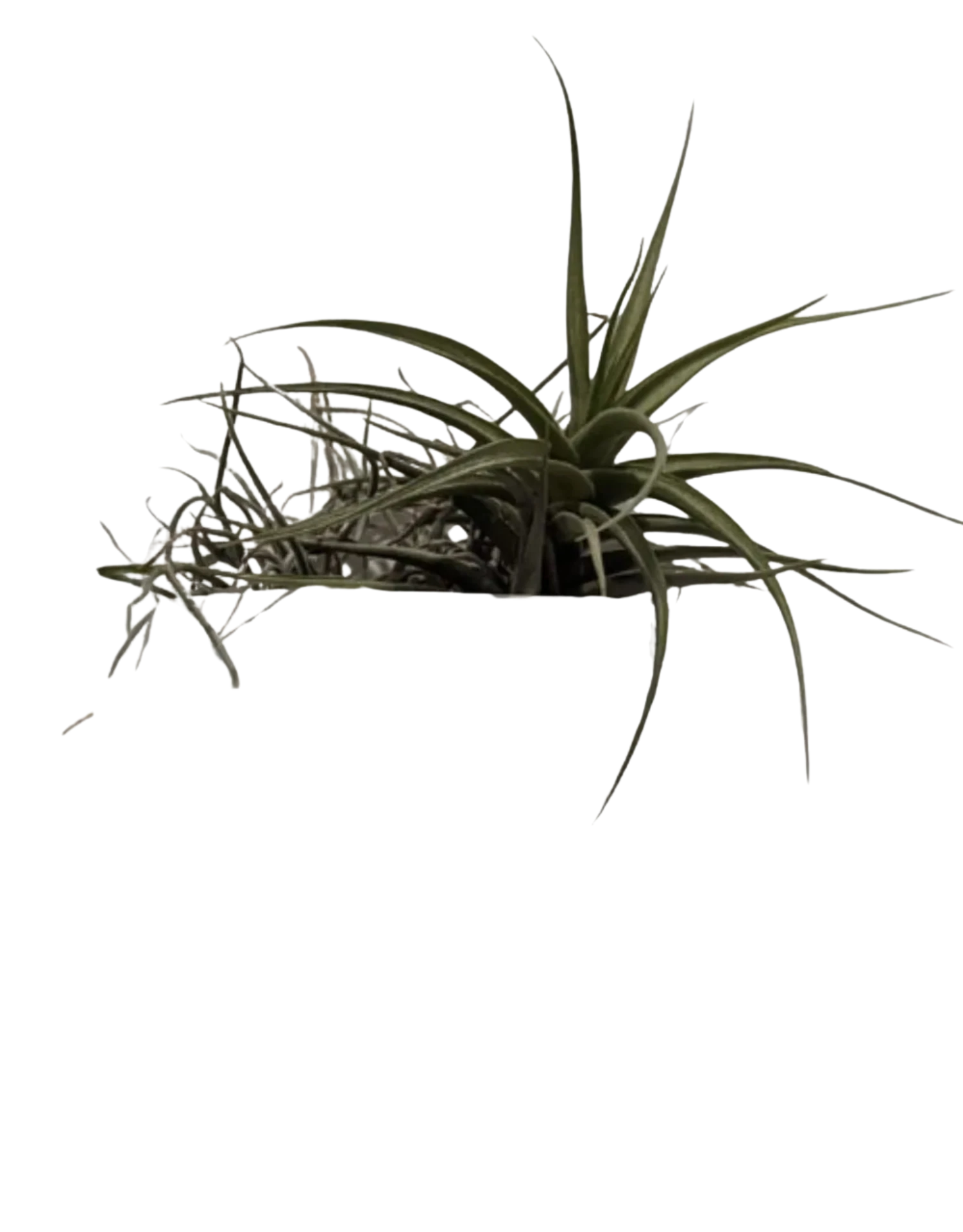 Wall planter