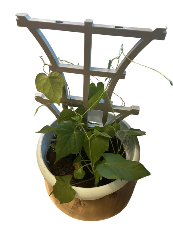 Stackable Trellis