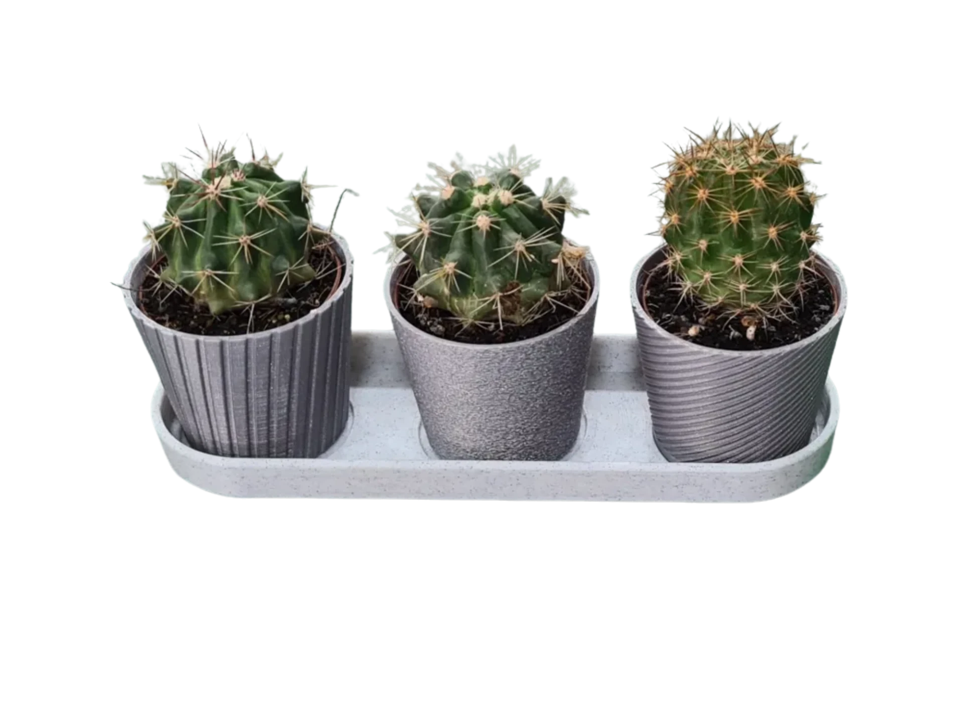 Mini Cactus Remixed