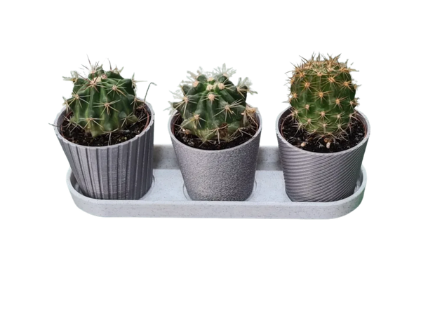 Mini Cactus Remixed