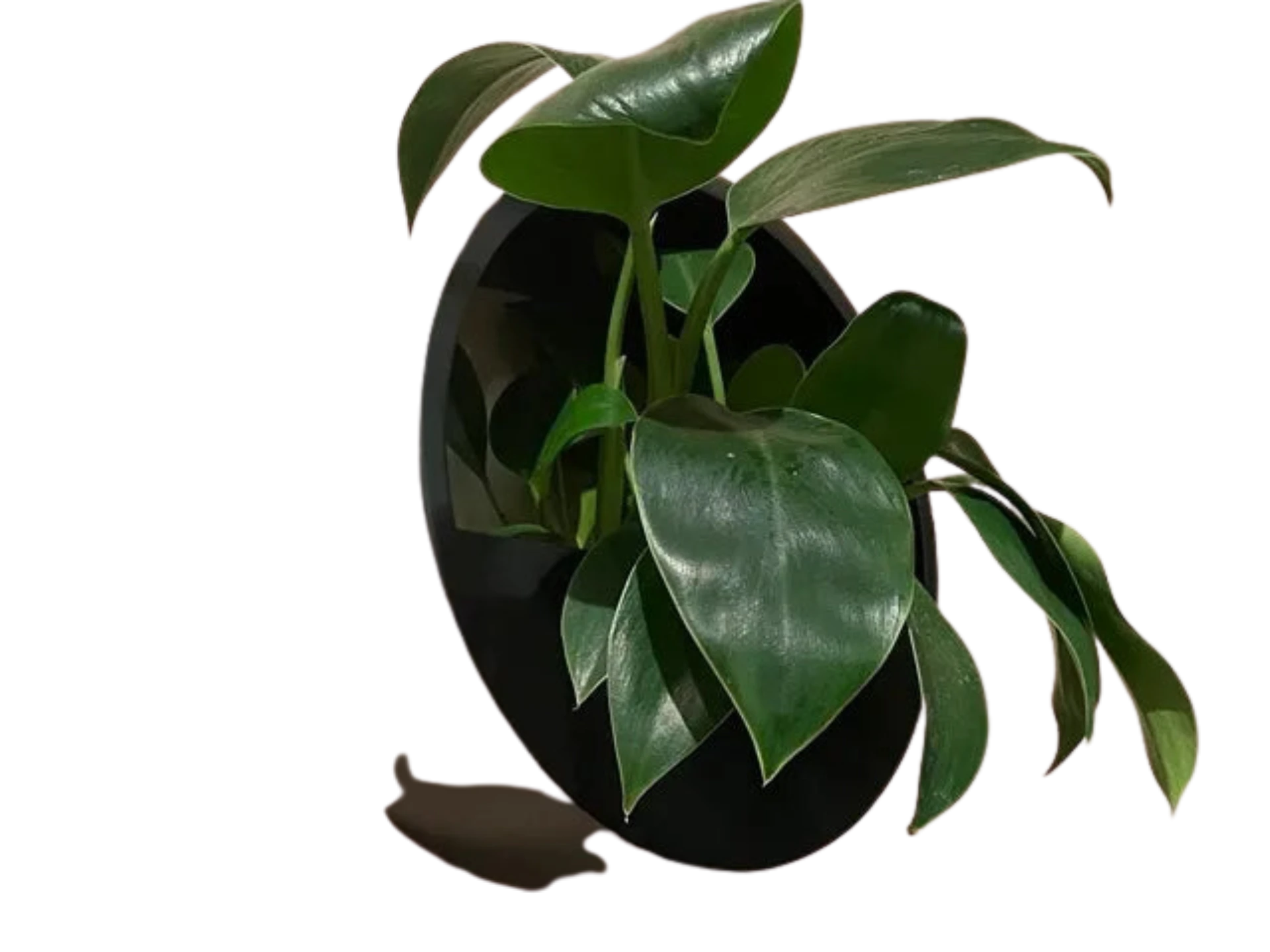 Modern Wall Flower Pot Design