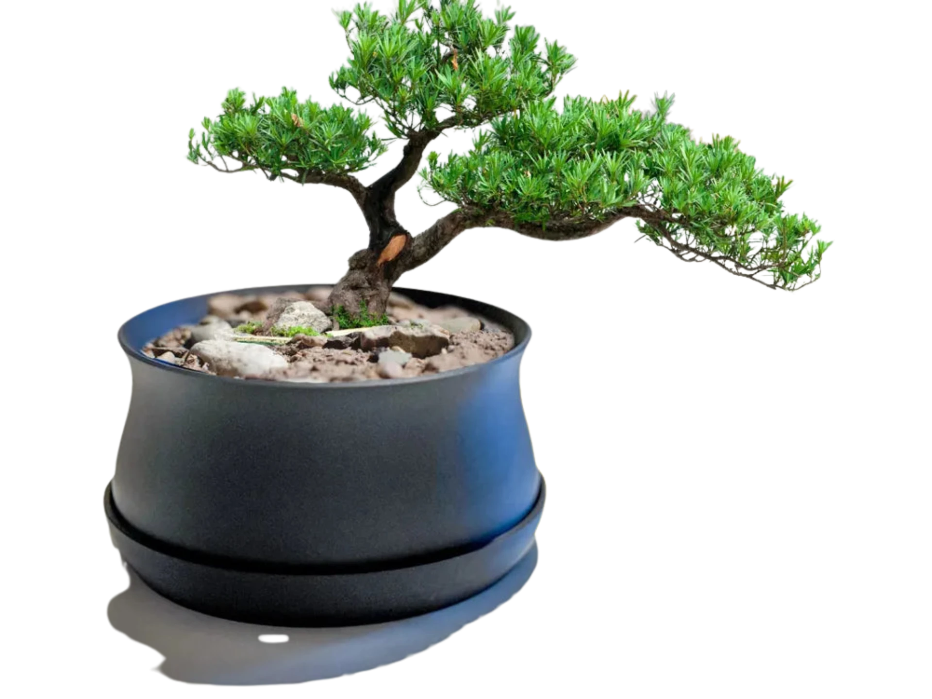 Bonsai / Plant Pot with Drip Tray, Drainage mesh