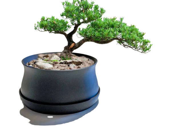 Bonsai / Plant Pot with Drip Tray, Drainage mesh