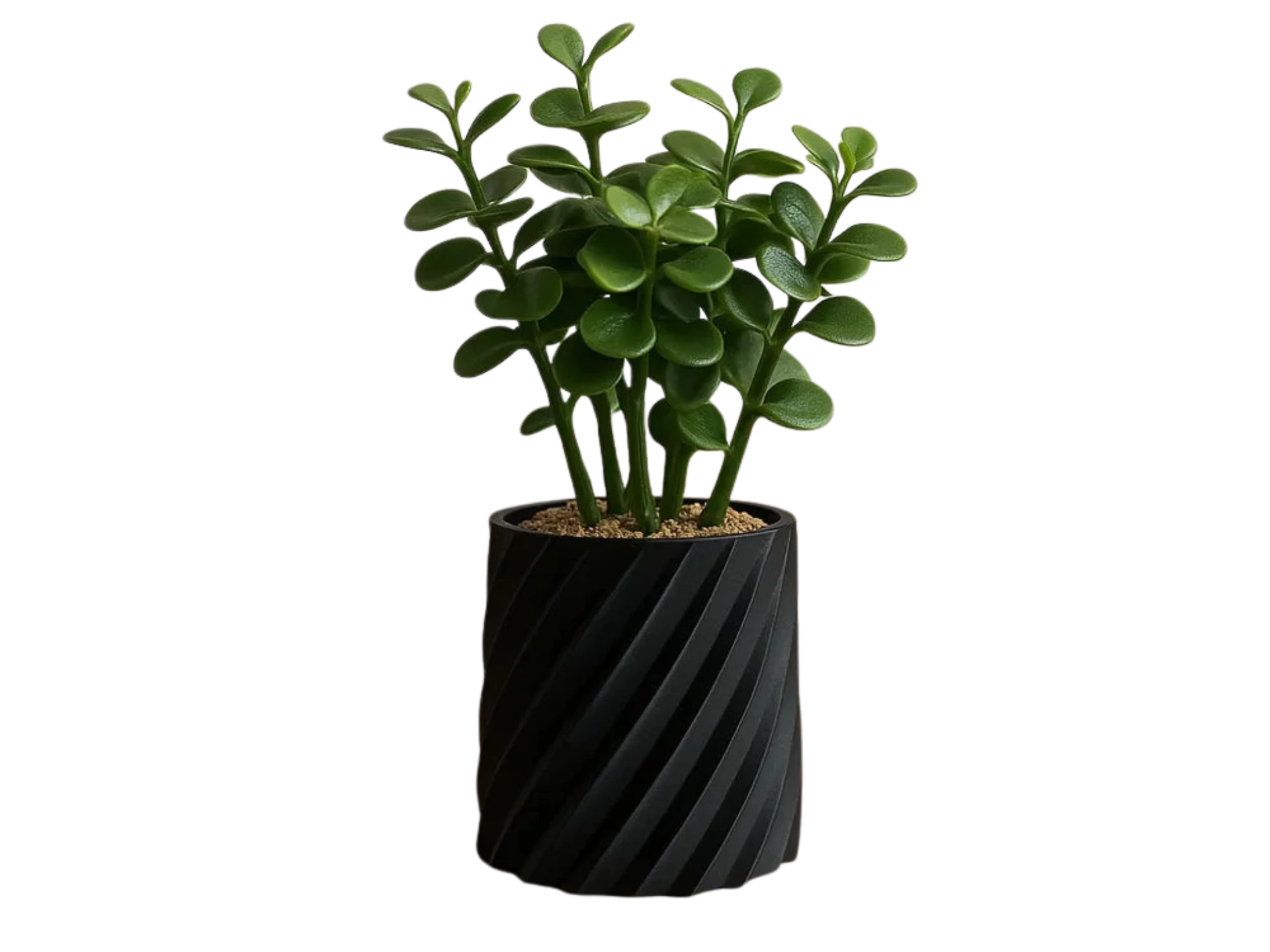 Sleek vase compatible with most small flowers