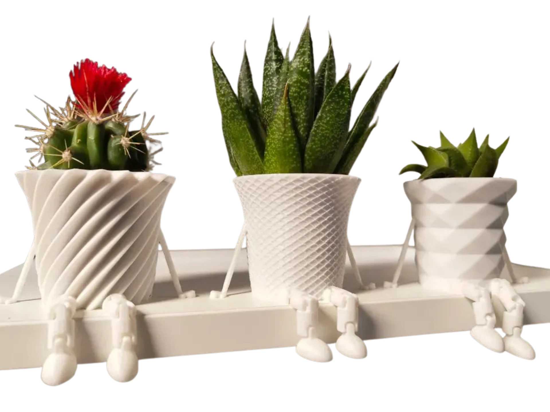 Mini flowerpot cactus family