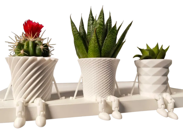 Mini flowerpot cactus family