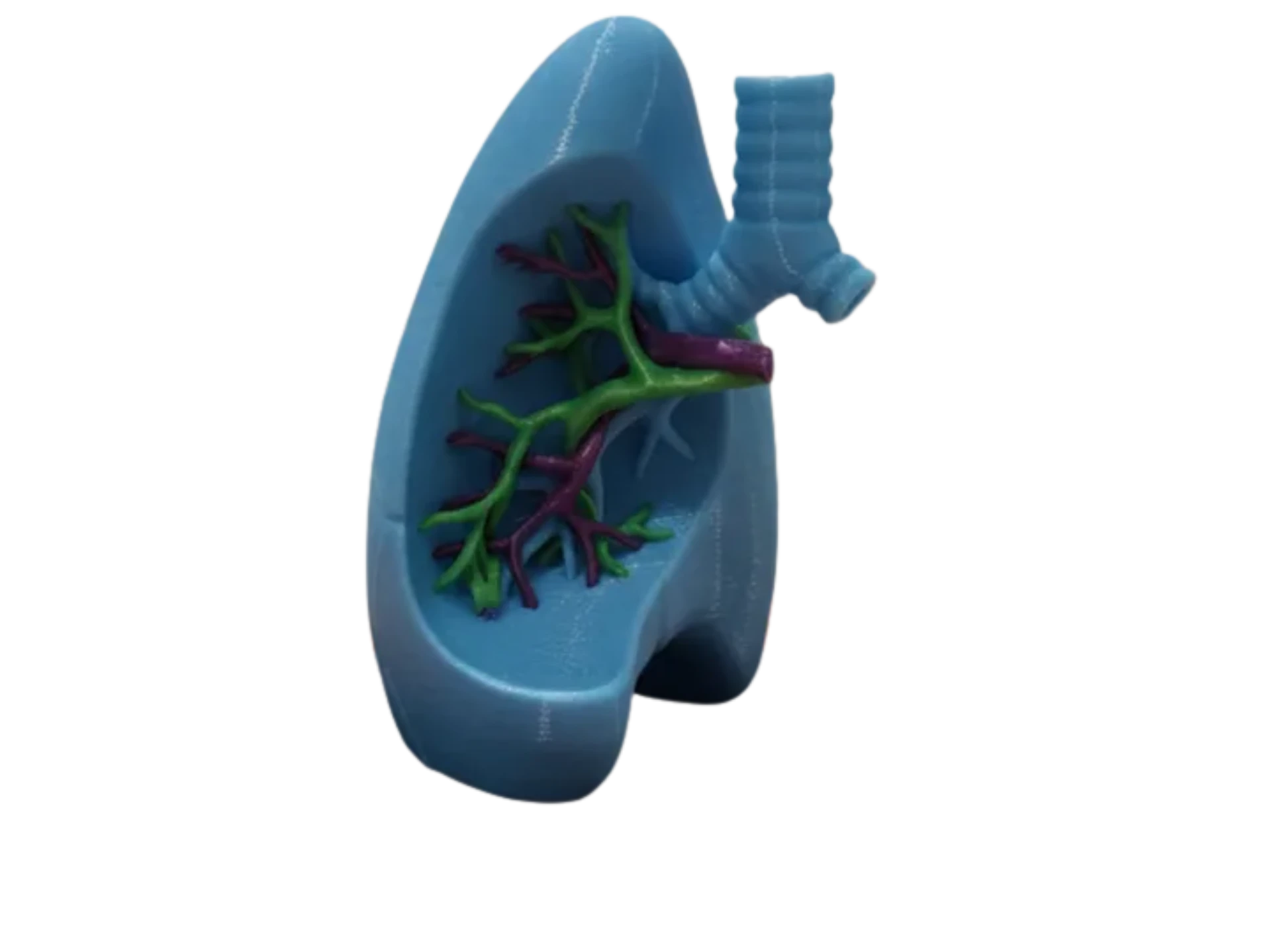 Gridfinity Anatomical Lung Model (Multi-Color/AMS) Remixed