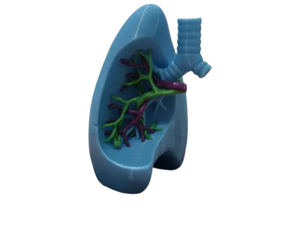 Gridfinity Anatomical Lung Model (Multi-Color/AMS) Remixed
