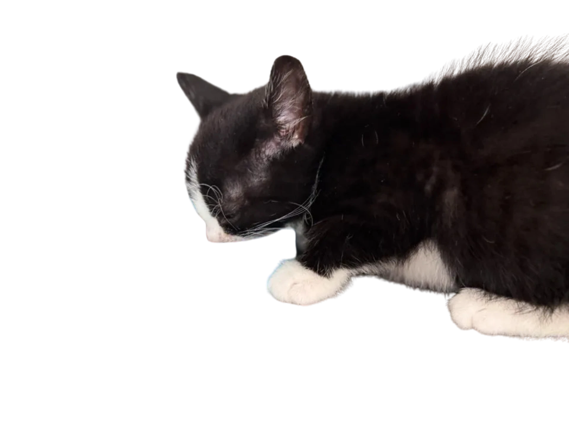A bowl for a small kitten