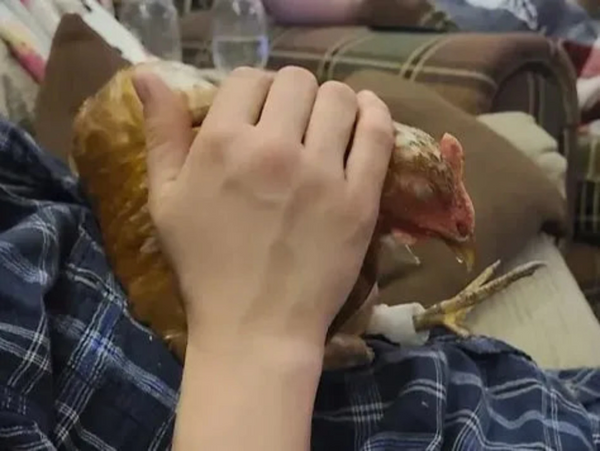 Chicken Prosthetic Connecting to Metatarsus v5