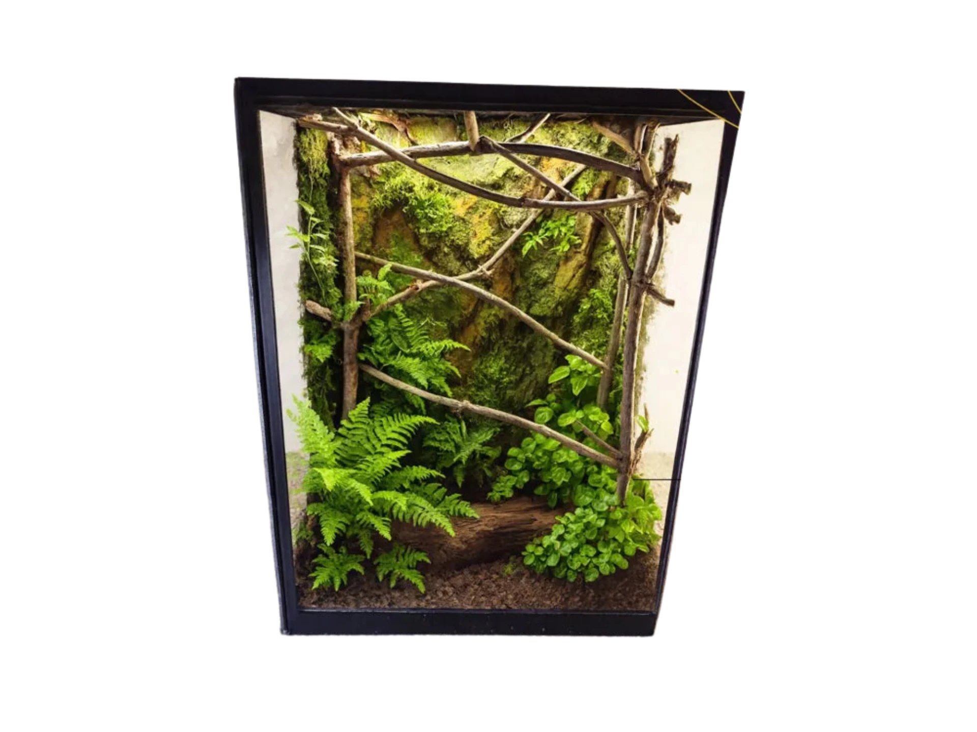 Terarrium 32 × 25  × 15 cm - Insectarium